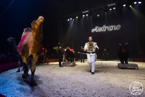 cirque-medrano-nantes-leboeuf-19