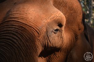 Ganesha Park Elephants Thailande