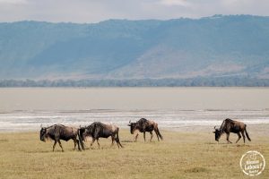 TANZANIE